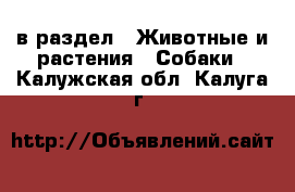  в раздел : Животные и растения » Собаки . Калужская обл.,Калуга г.